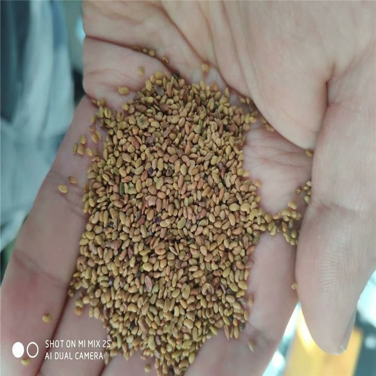 紫花苜蓿种子多年生耐寒牧草草籽