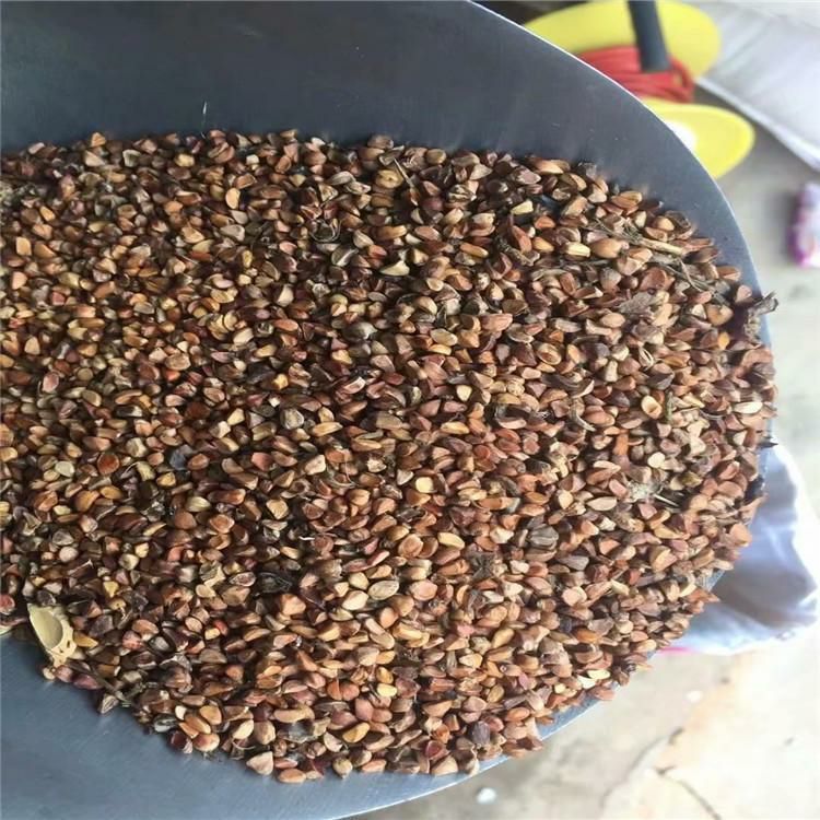 黄刺玫种子辽宁省地产耐寒种源