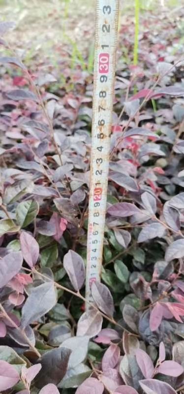 红花继木小苗批发、当年红花继木苗、移植红花继木苗