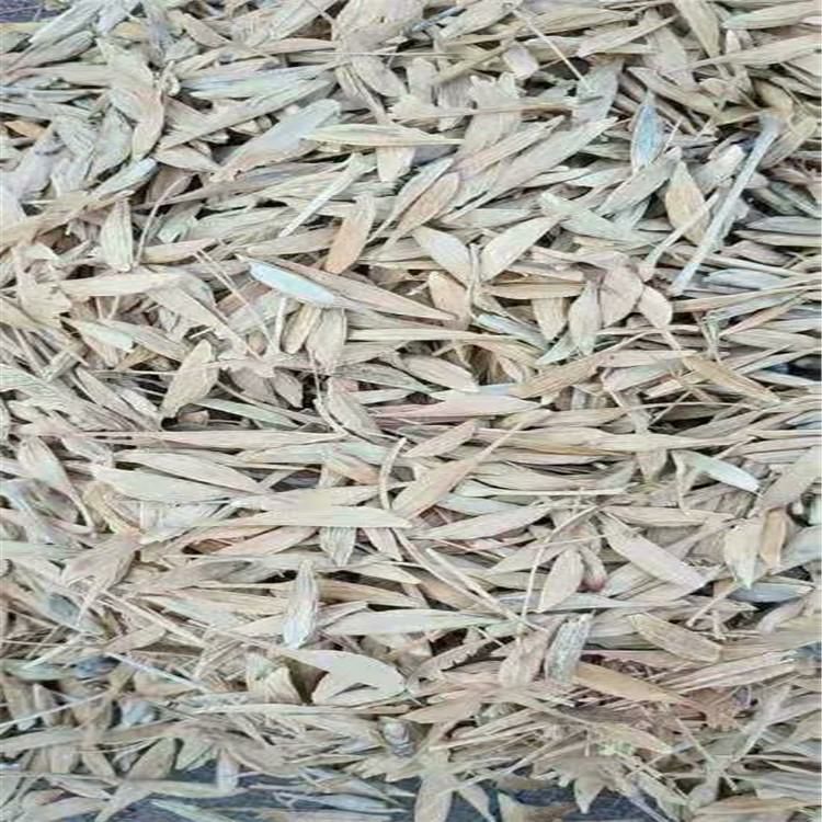 糖槭种子，复叶槭种子辽宁省地产耐寒种源