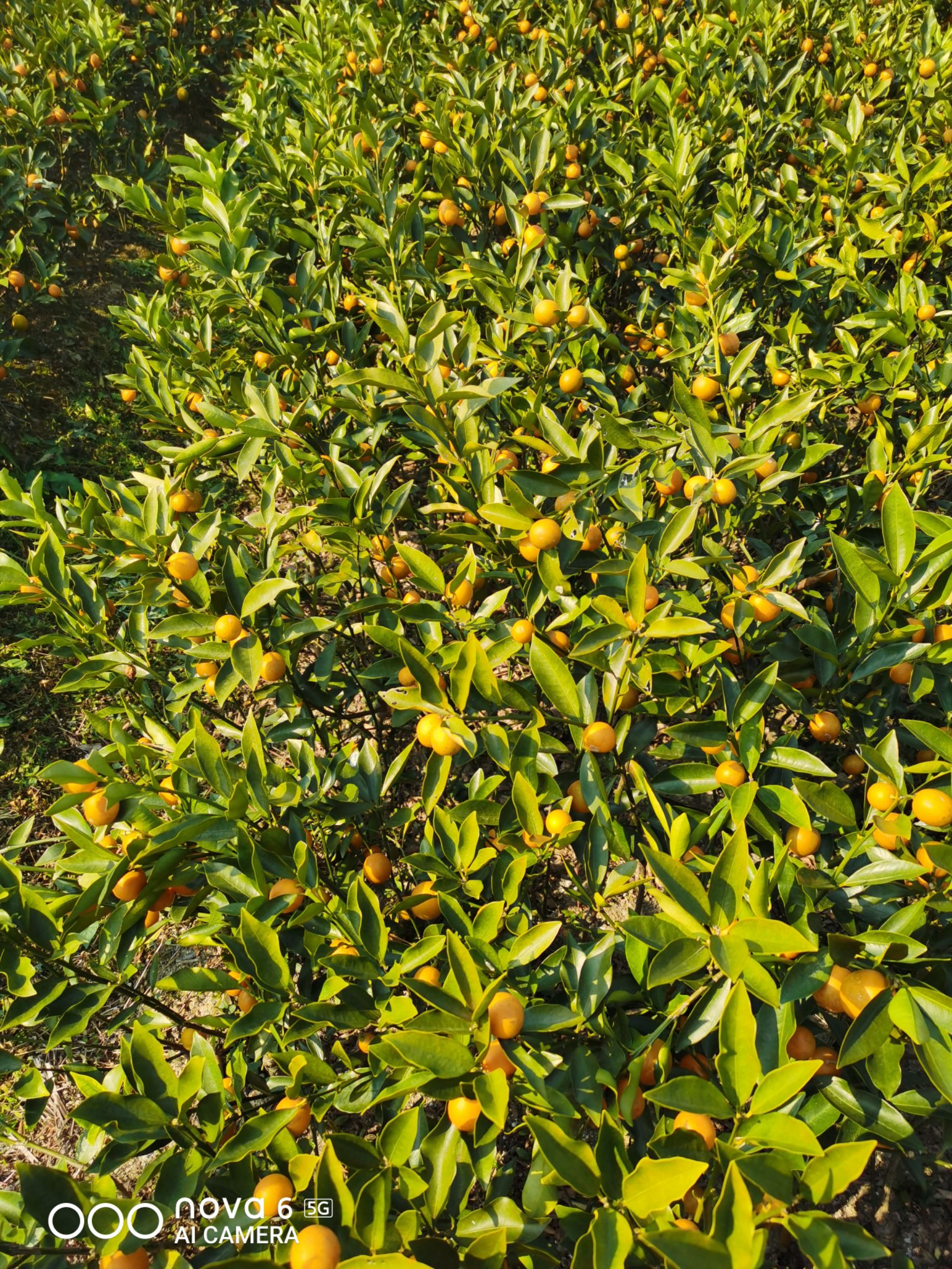 四季金桔苗 脆皮金桔苗带果 可直接吃 可种植 可观赏 吉祥树