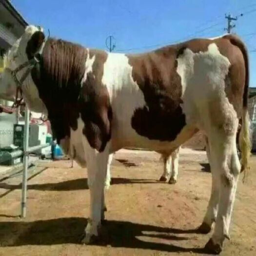 新余欢迎前来选购大小肉牛好品种