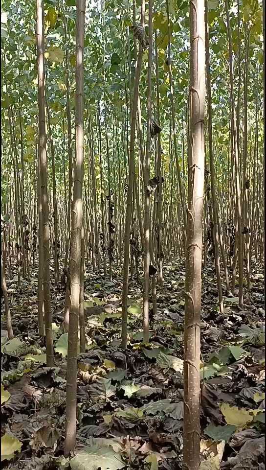 供应精品杨树苗107种条