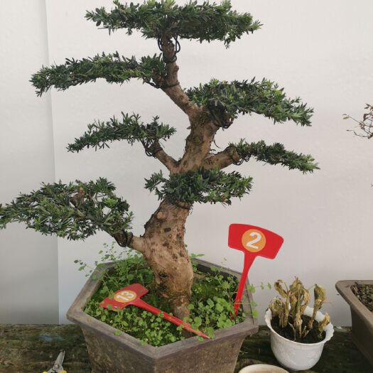 沭阳县小叶罗汉松 家有罗汉松，世代出栋梁