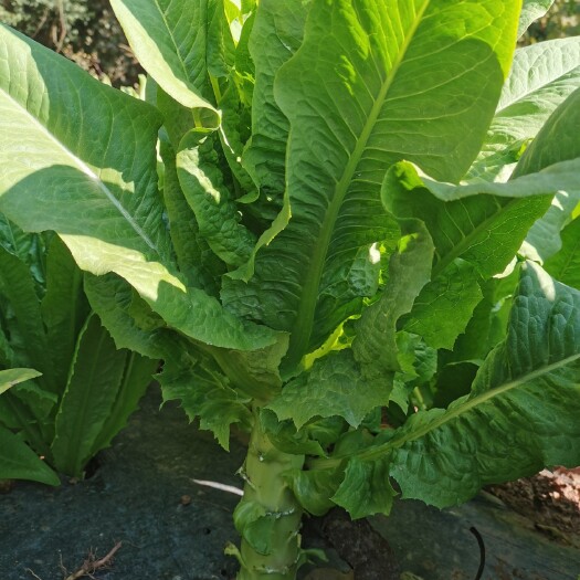 南华县青叶莴笋 露天种植贡笋，自然生态高品质，健康绿色无公害。