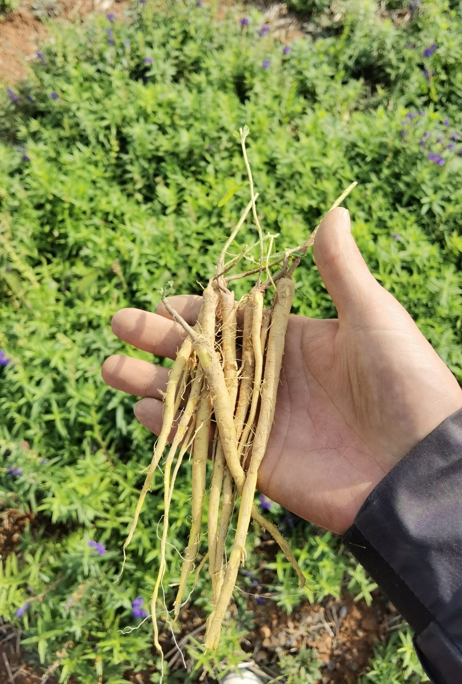 黄芩苗的样子图片大全图片