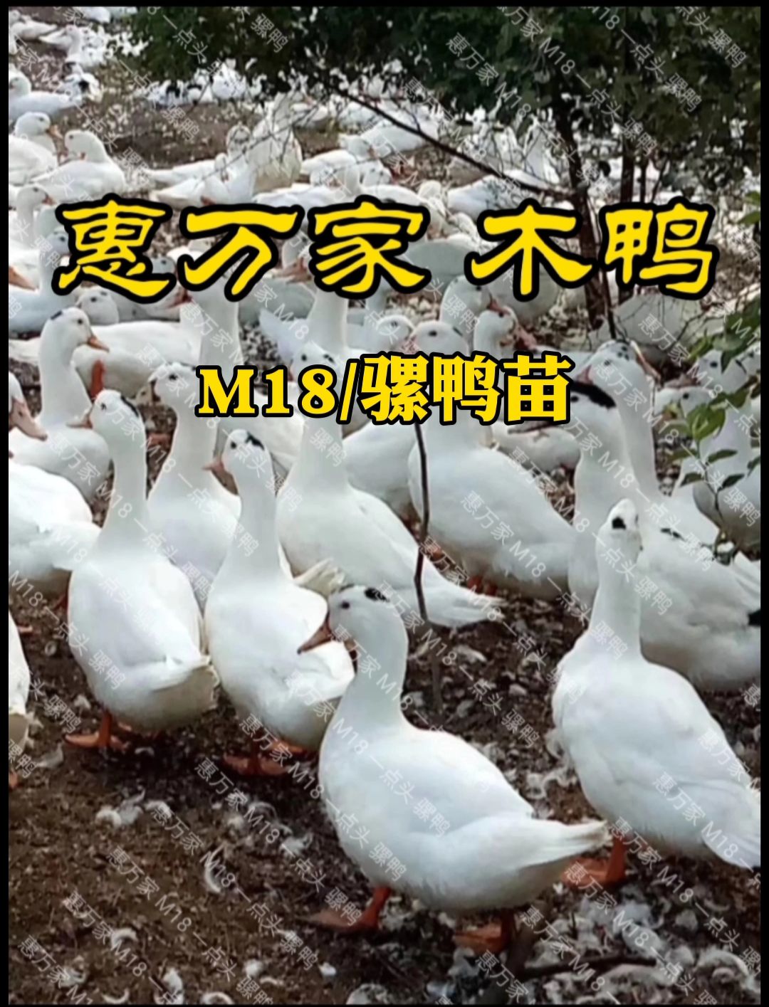 半番鸭苗  骡鸭 一点头（黑）  M18鸭苗  木鸭苗