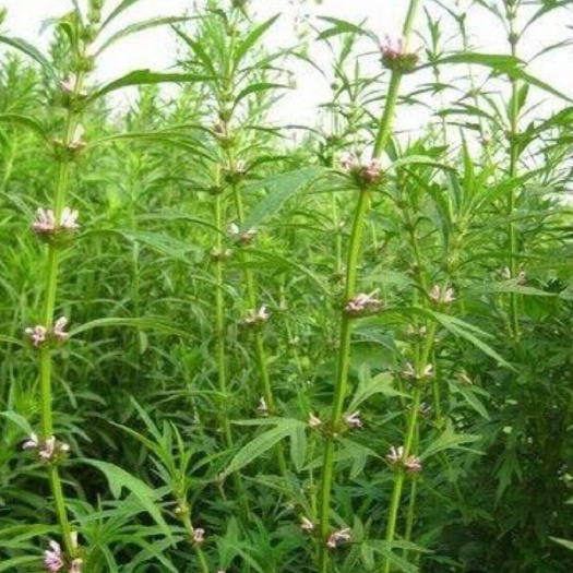 安国市出售新产益母草种子 益母草籽 一年生 春秋种植 芽率高