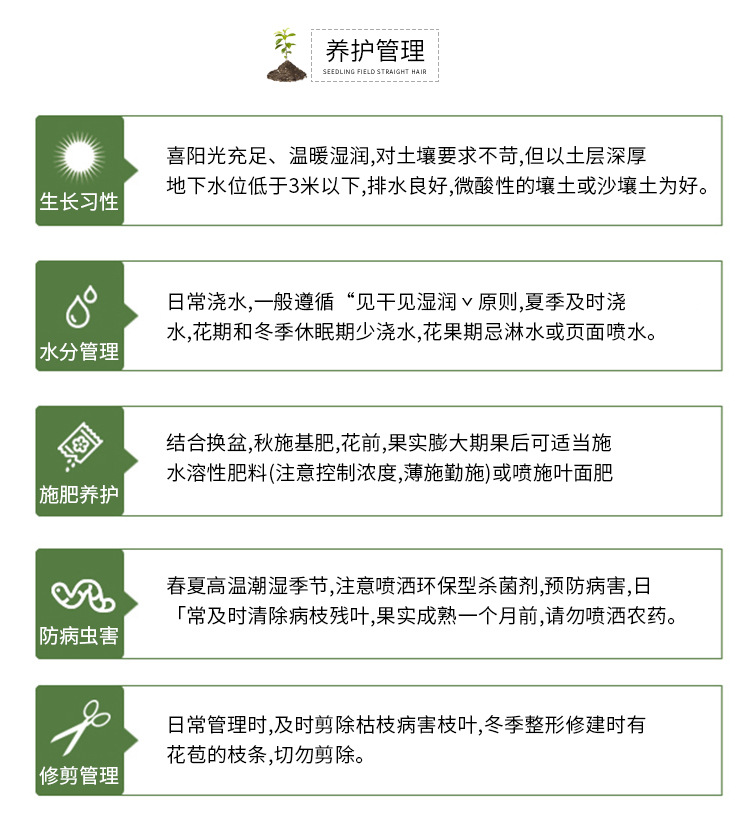 神秘果苗 神秘果树苗 常年四季结果