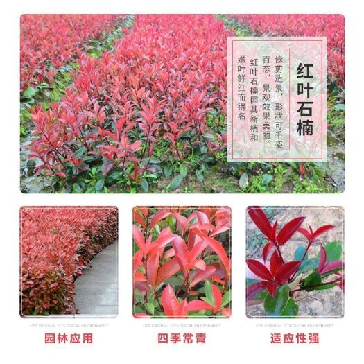 沭阳县红叶石楠绿化苗 四季常青庭院绿化苗木 树苗红罗宾红叶石楠篱笆