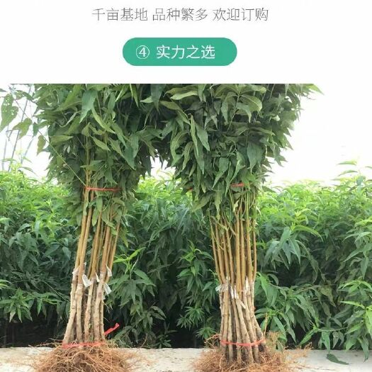 平邑县贵妃红桃种苗  精品桃树种苗，精品各规格各品种桃树，果艳苗壮，抗病能力强
