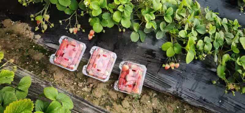 奶油草莓 一级果 