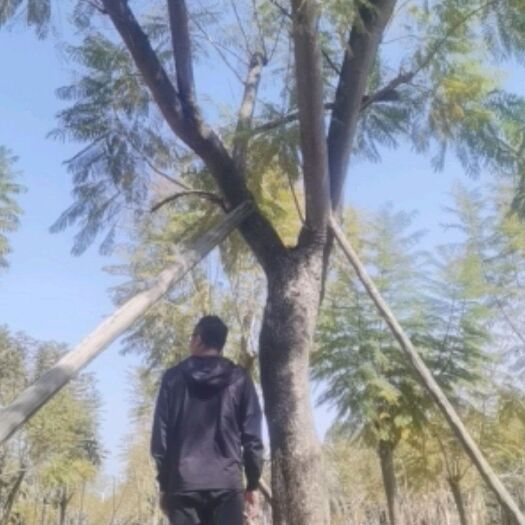 广州蓝花楹 30公分A货全部精品级