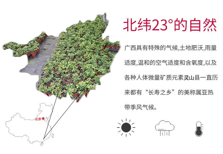 神秘果苗 神秘果树苗 常年四季结果