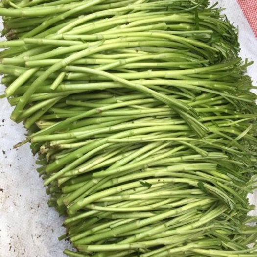 怀远县藜蒿  芦蒿新鲜大量供应