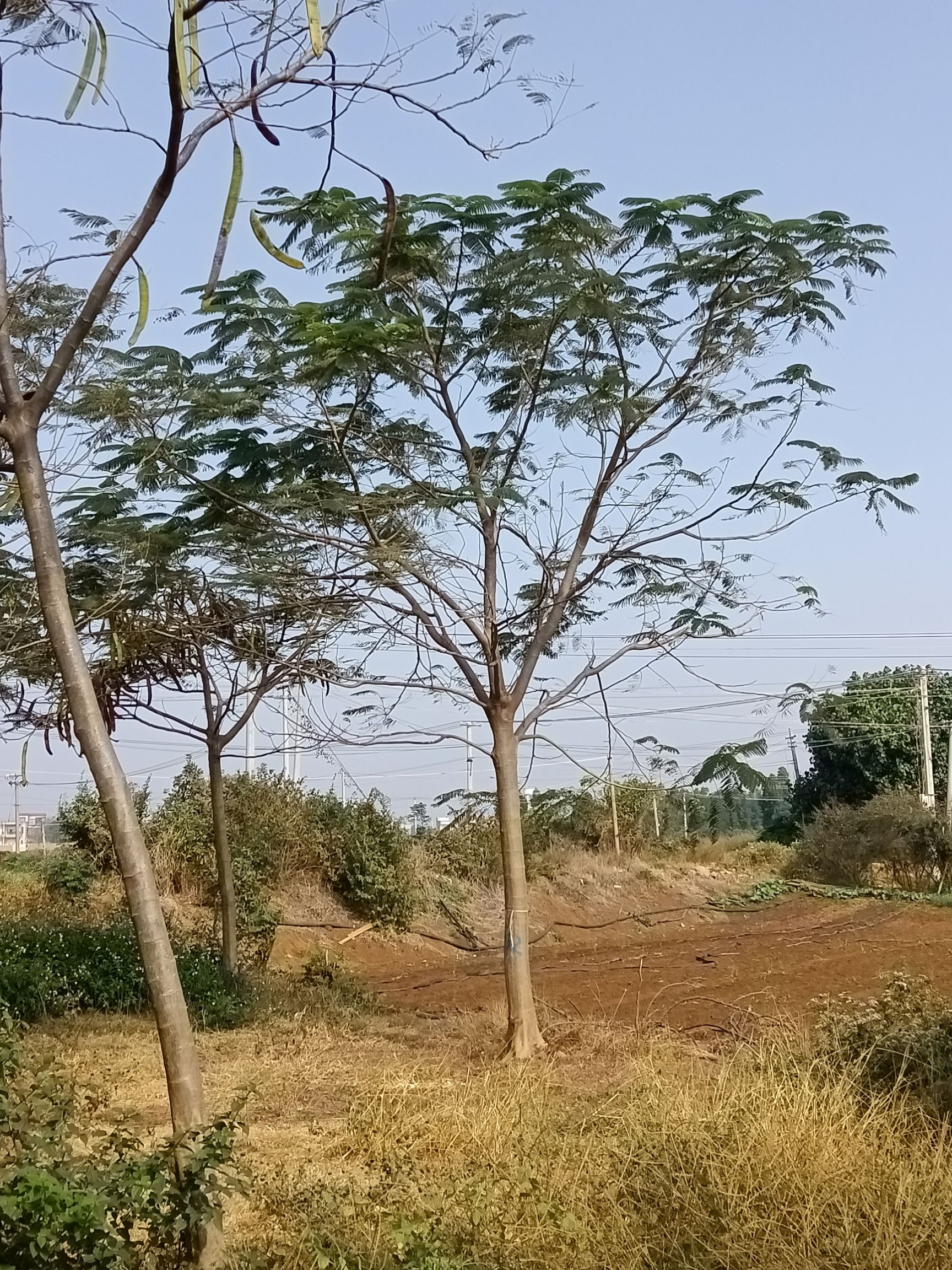 凤凰木树  凤凰树