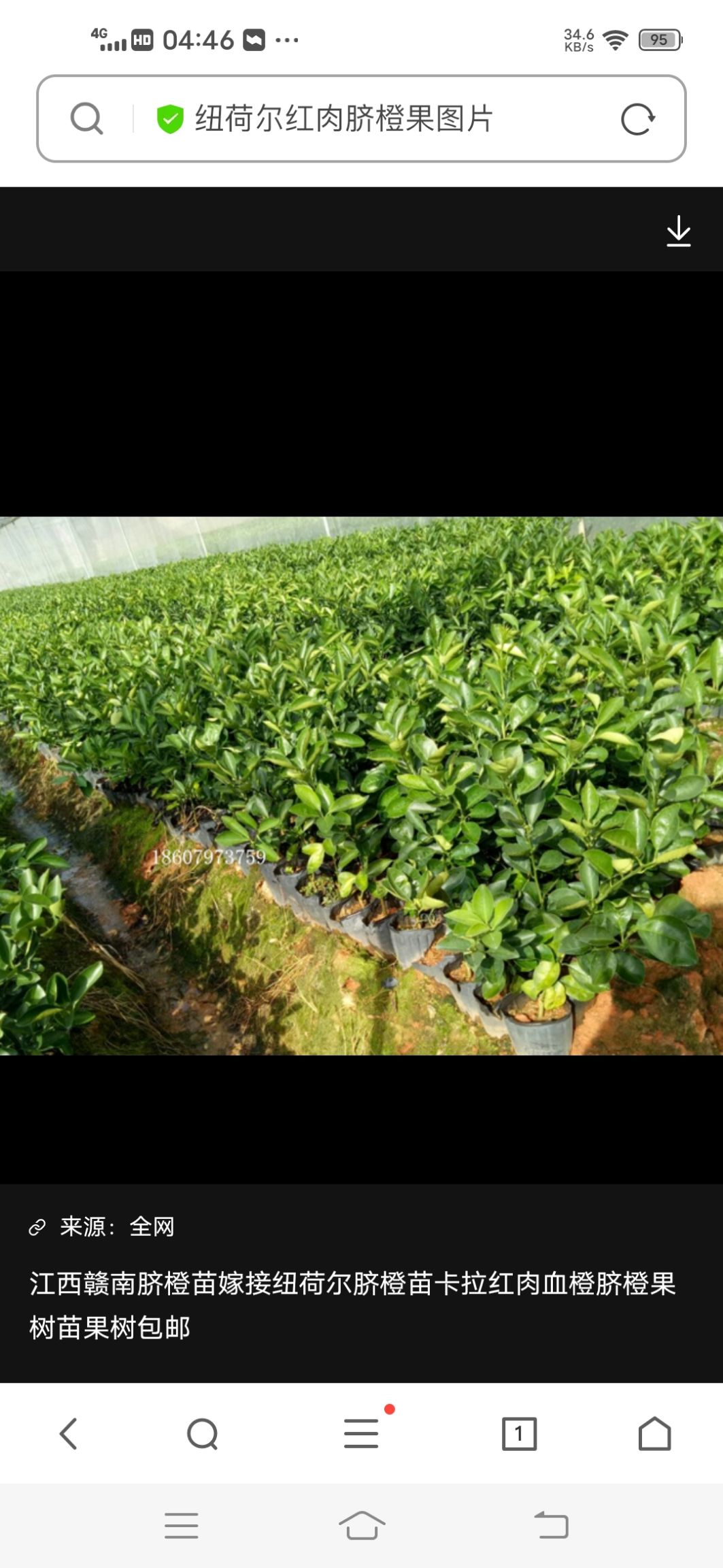 黄美人柑橘苗  品种保证，苗木基地，证件齐全，可以签合同，可