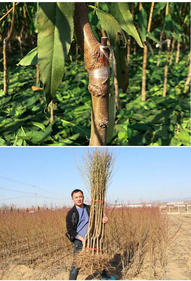 贵妃红桃种苗  精品桃树种苗，精品各规格各品种桃树，果艳苗壮，抗病能力强