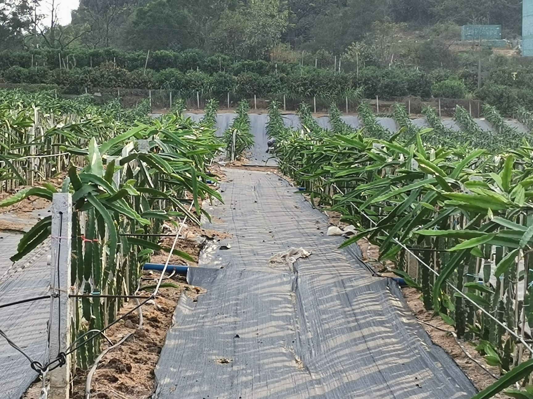 地膜  长寿命塑料编织膜，透气、透水、保温、保湿