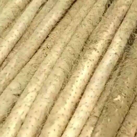 单县白玉山药 山药产地直供欢迎各位老板们前来采购