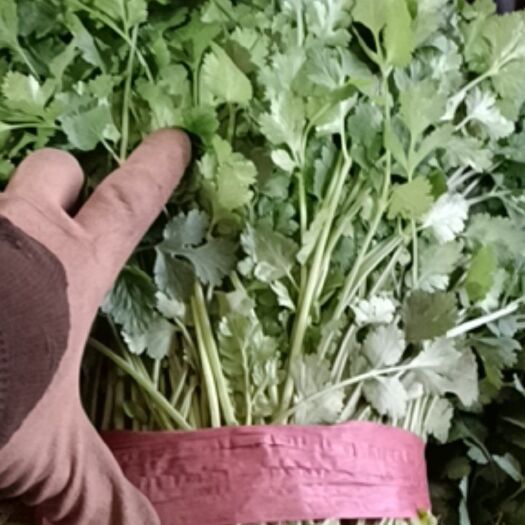邯郸香菜一手货源价格合理货源充足