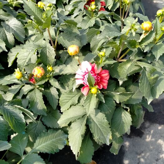 漳州大丽花苗 五宝大丽菊花 产地直销保证质量上车价优惠价