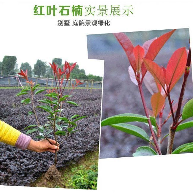 红叶石楠绿化苗 四季常青庭院绿化苗木 树苗红罗宾红叶石楠篱笆