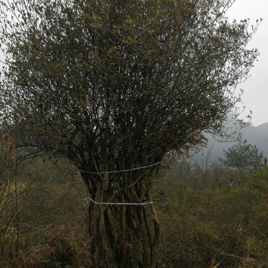 榕江县杜鹃 3~3.5米 