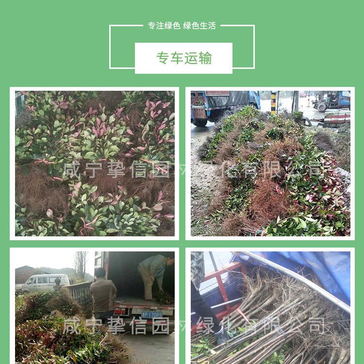 红叶石楠绿化苗 四季常青庭院绿化苗木 树苗红罗宾红叶石楠篱笆