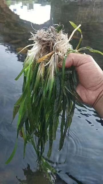  矮生苦草 四季常青水草 扁担草 水体净化 量大价优   耐寒
