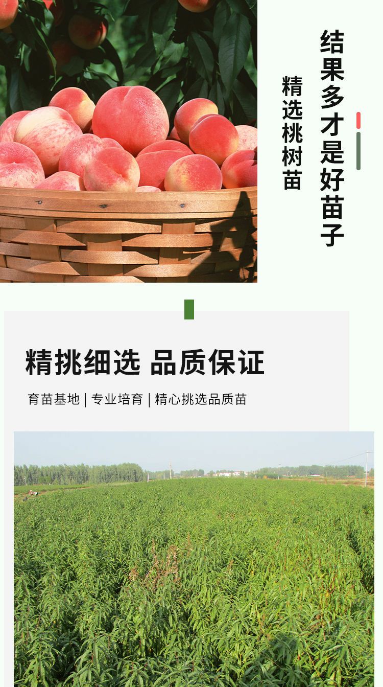 贵妃红桃种苗  精品桃树种苗，精品各规格各品种桃树，果艳苗壮，抗病能力强