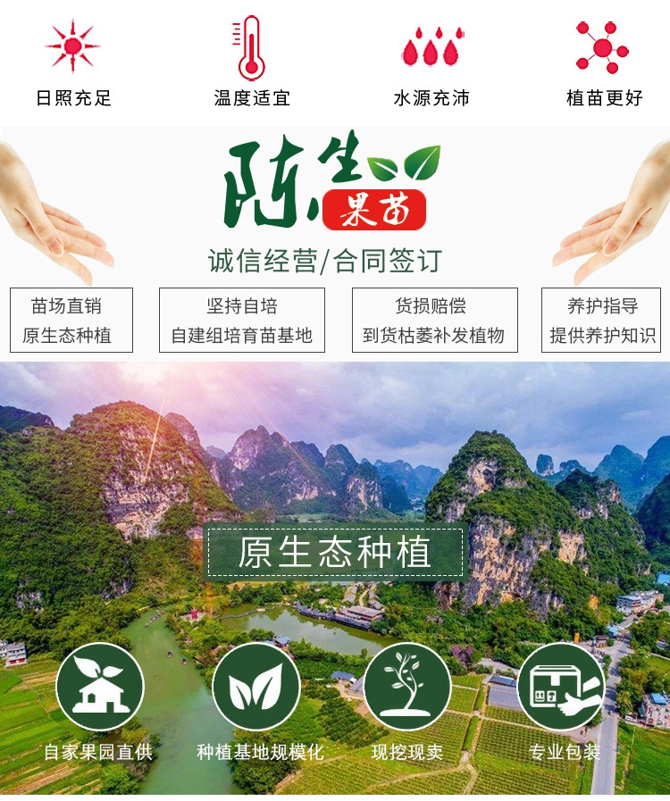 神秘果苗 神秘果树苗 常年四季结果