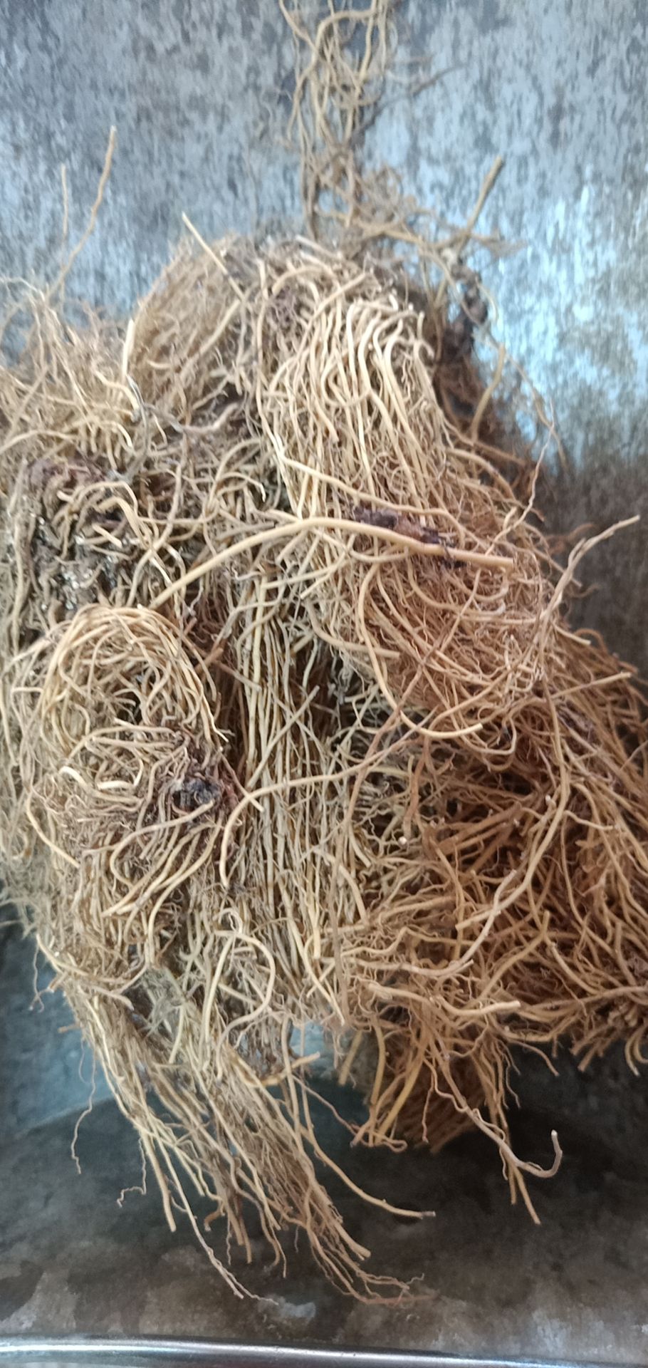 中药材辽细辛北细辛水洗干净货个,切段