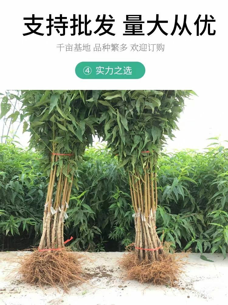 贵妃红桃种苗  精品桃树种苗，精品各规格各品种桃树，果艳苗壮，抗病能力强
