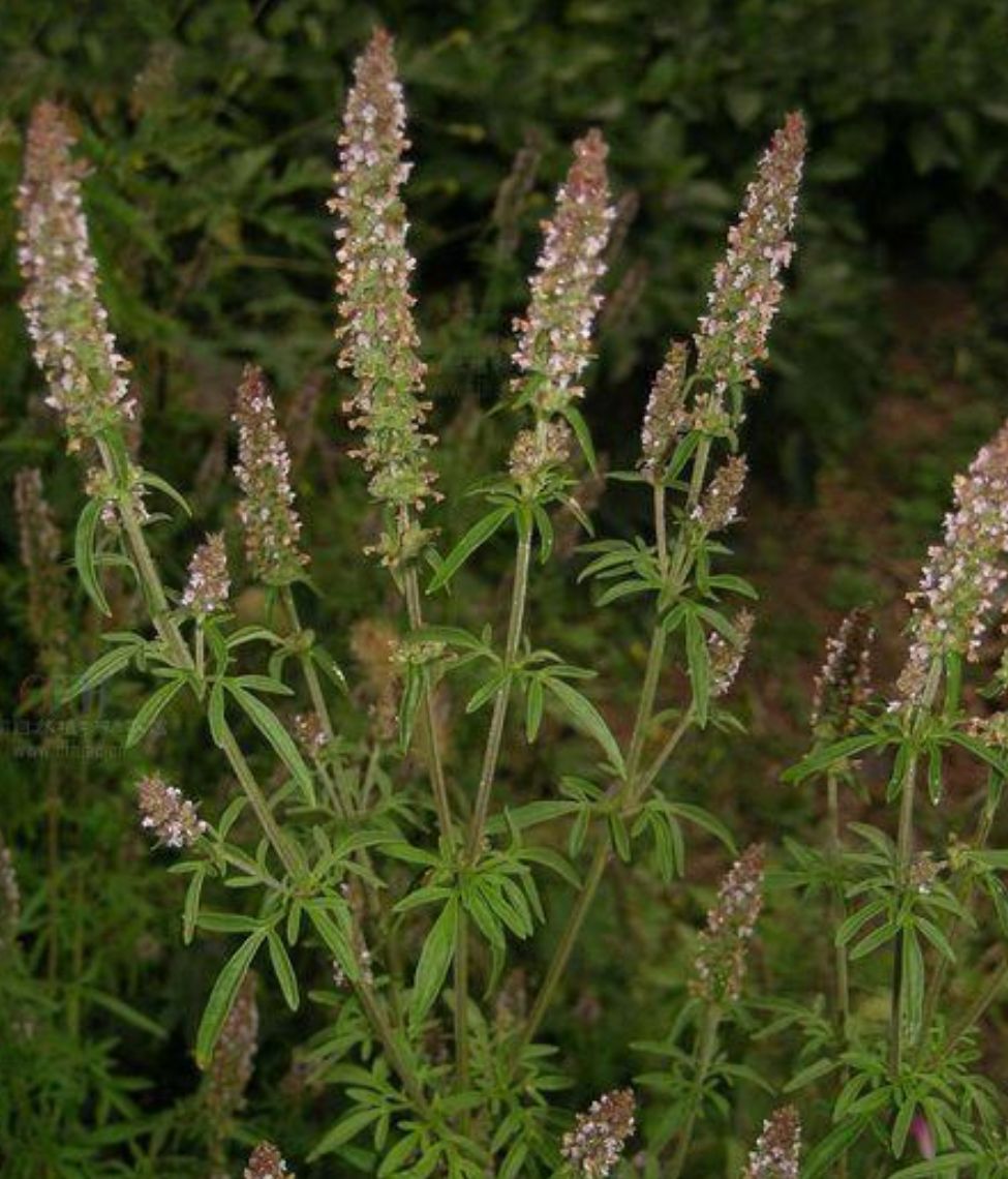 出售新产荆芥种子 精品荆芥籽 春夏种植 一年生 芽率高