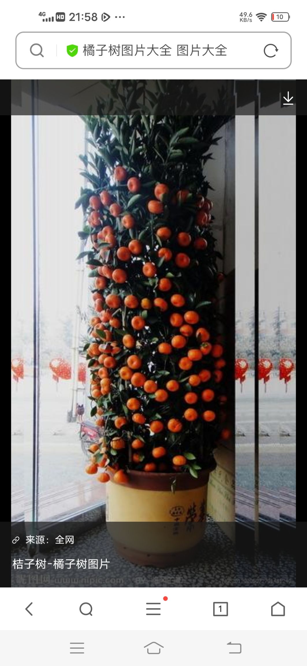 黄美人柑橘苗 冰糖橘树苗