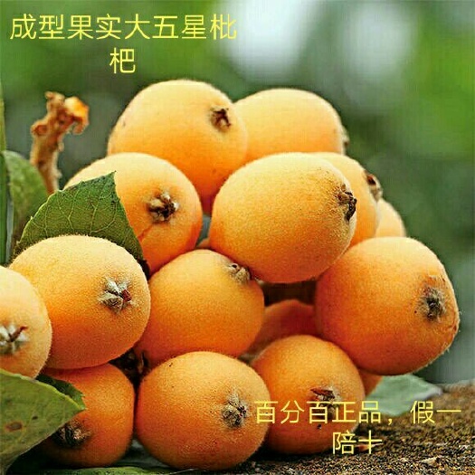简阳市大五星枇杷苗  清肺润肺包品种保证质量