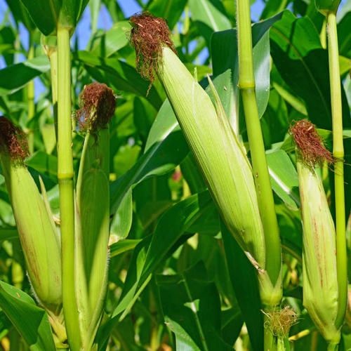 芜湖玉米青贮 青储饲料  预售玉米秸秆   寻求合作伙伴