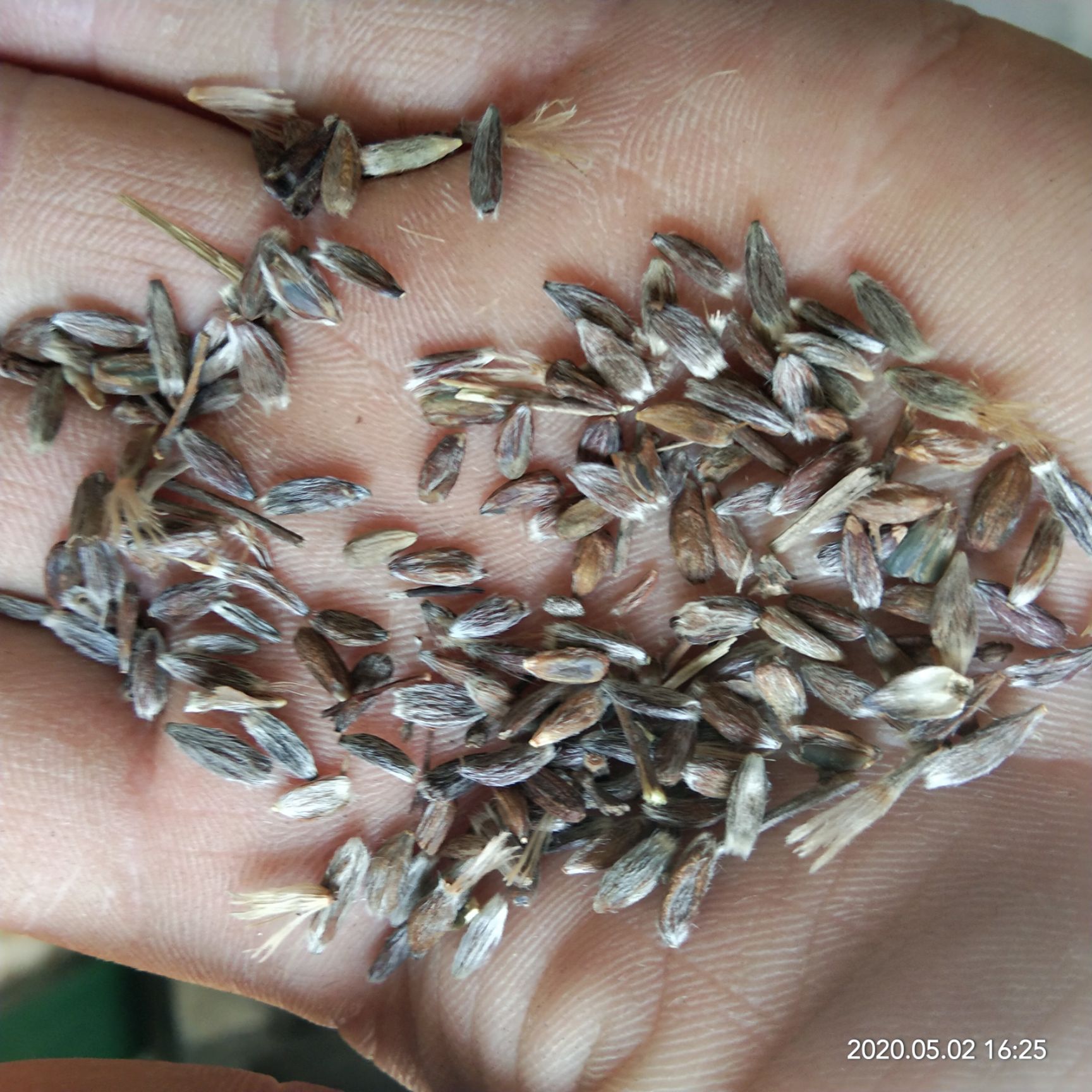 新产苍术种子 朱砂点苍术种子 苍术籽 多年生 春播