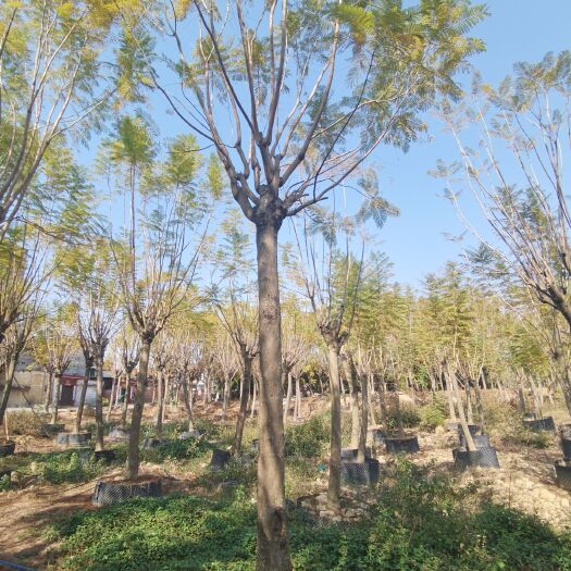 广州蓝花楹 自家产地全部精品AAA级