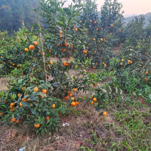 宁明县自家种的无公害沃柑。有需要的联系