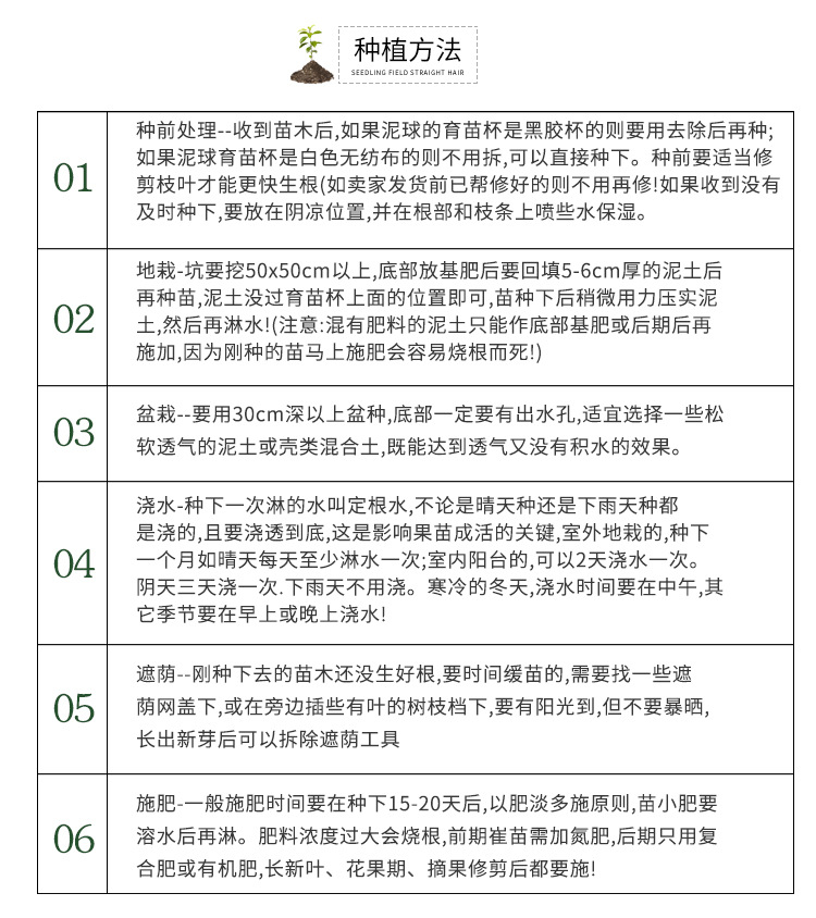 神秘果苗 神秘果树苗 常年四季结果
