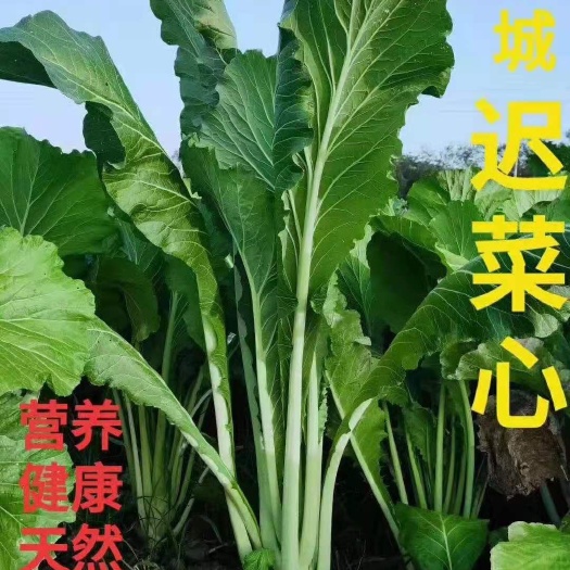广州广州菜心