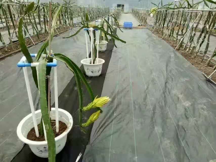 地膜  长寿命塑料编织膜，透气、透水、保温、保湿