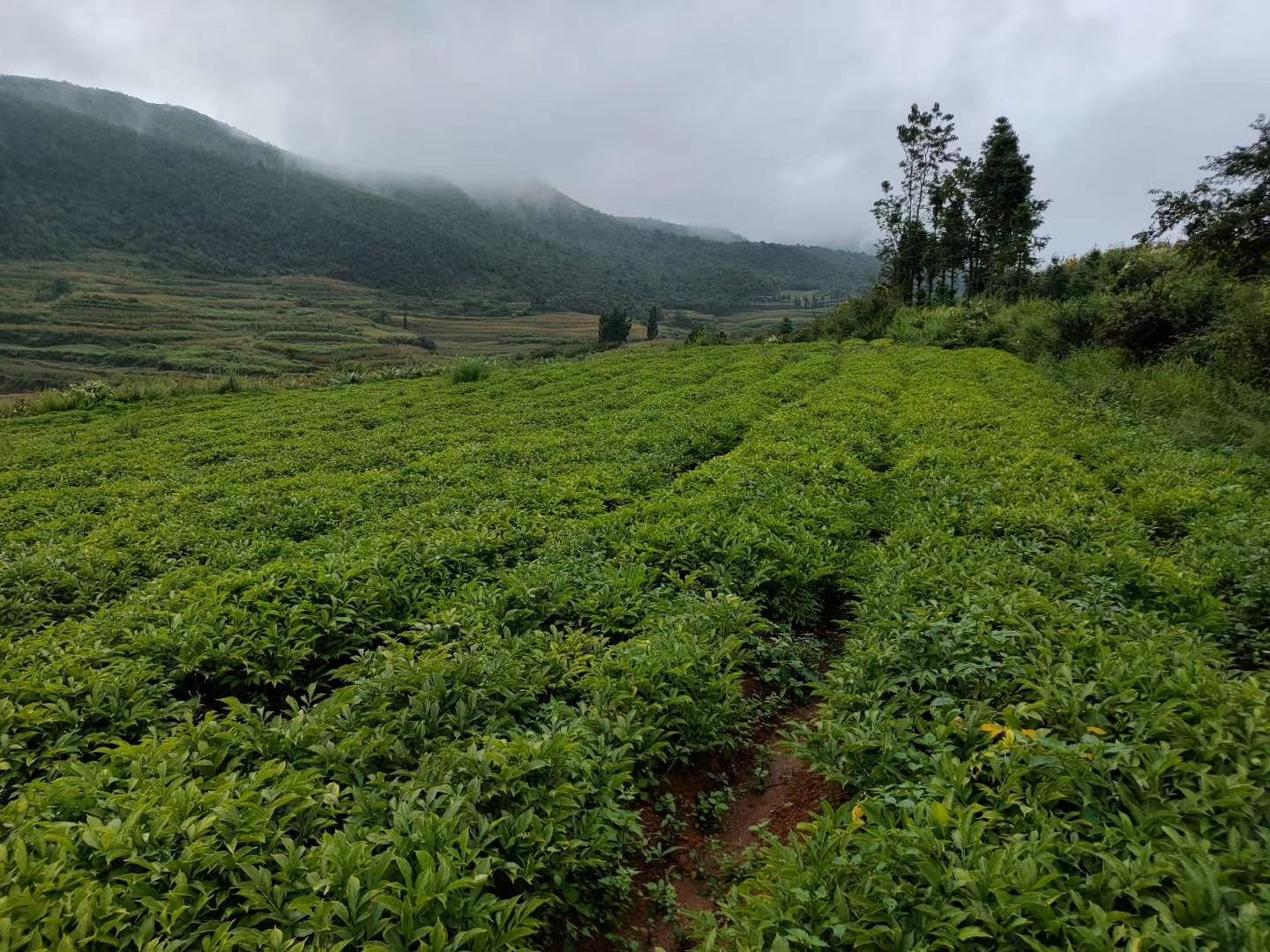 供应商品白魔芋，云南白魔芋。