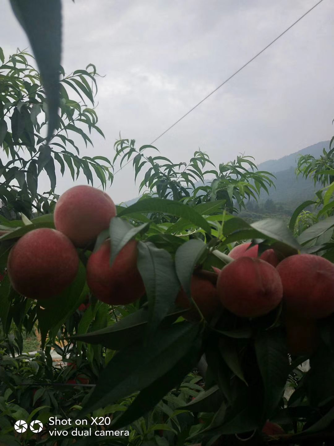 桃树苗  极早熟水蜜桃  脱骨红桃3～7两 大果味甜特丰产