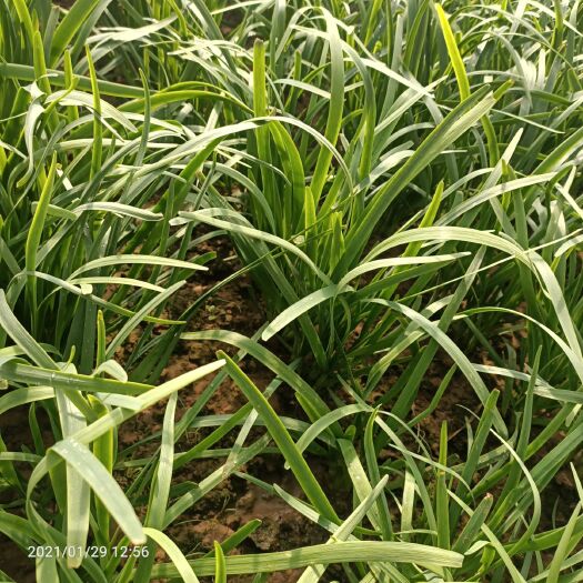 绛县大叶韭菜 蔬菜批发
