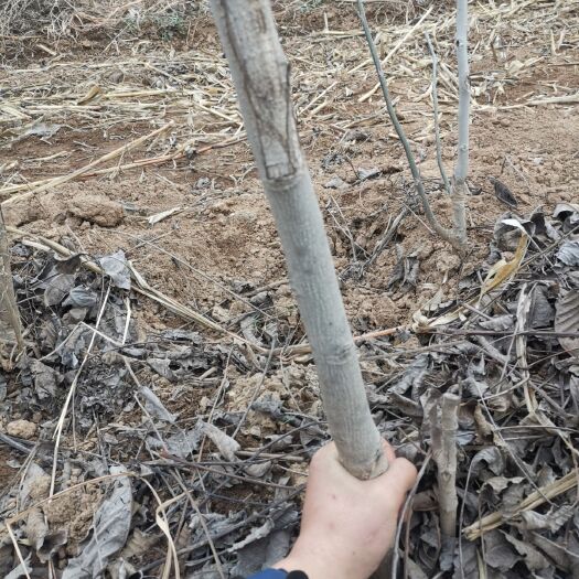 绛县核桃苗核桃树苗工程绿化地栽占地现挖现发量大批发