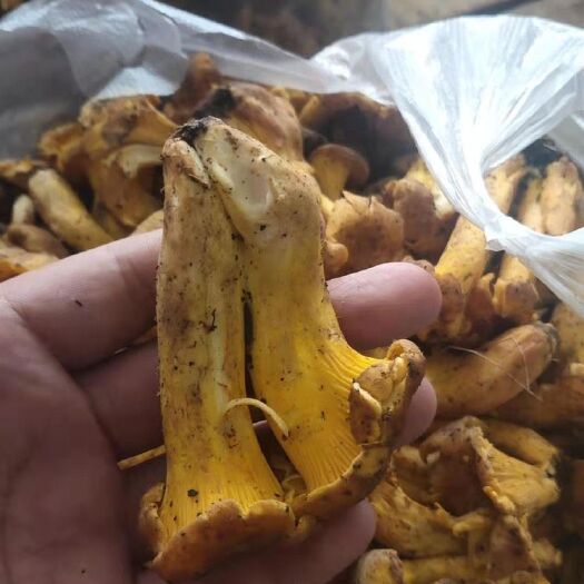 香格里拉 香格里拉鸡油菌，每年只有2个月的生长周期，冬天只有干货！