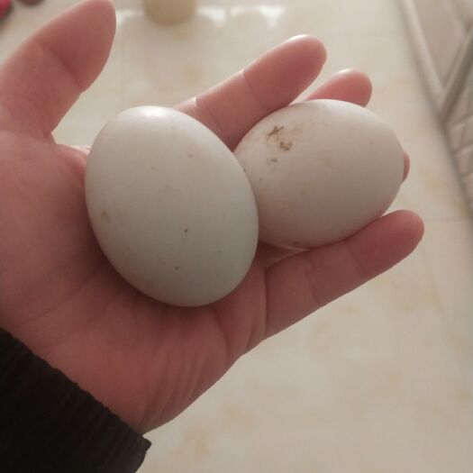 余干县土鸡蛋 食用 箱装